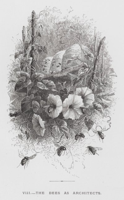 Het Insect: De Bijen als Architecten door Hector Giacomelli