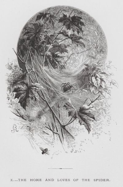 Het insect: Het huis en de liefdes van de spin (gravure) door Hector Giacomelli