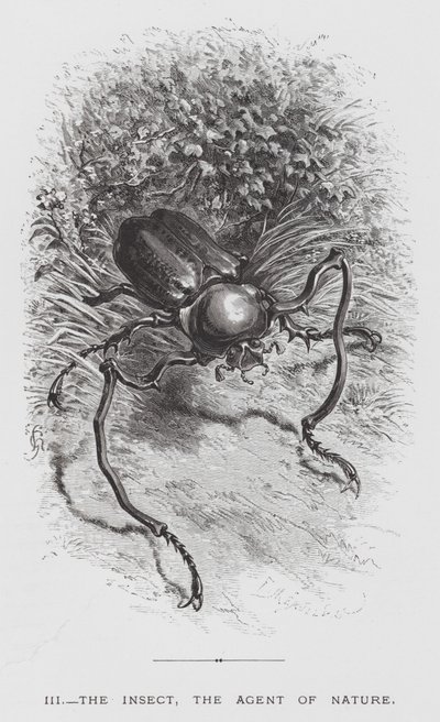 Het Insect: Het Insect, de Agent van de Natuur door Hector Giacomelli