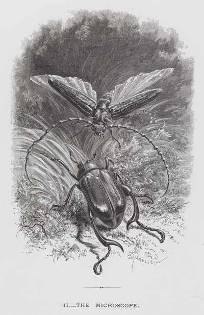 Het insect: De microscoop door Hector Giacomelli
