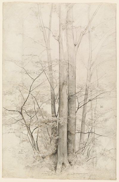 Een Bosje Bomen door Heinrich Dreber