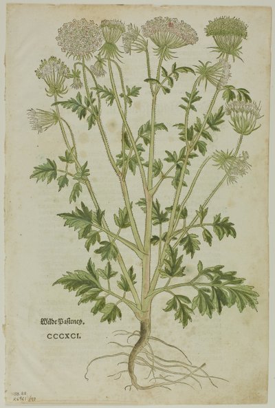 Blad uit Nieuw Kruidenboek door Leonhart Fuchs, plaat 97 uit Houtsneden uit Boeken van de XVI Eeuw door Heinrich Füllmaurer