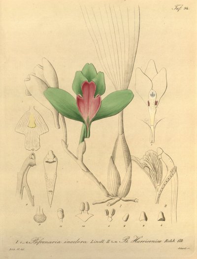 Bifrenaria inodora + harrisoniae door Heinrich Gustav Reichenbach
