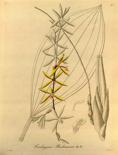 Coelogyne rochussenii door Heinrich Gustav Reichenbach