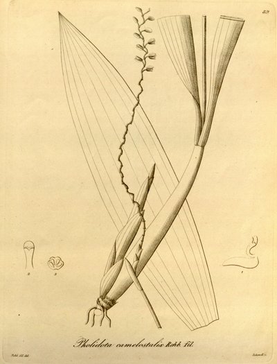 Illustratie van Pholidota camelostalix door Heinrich Gustav Reichenbach