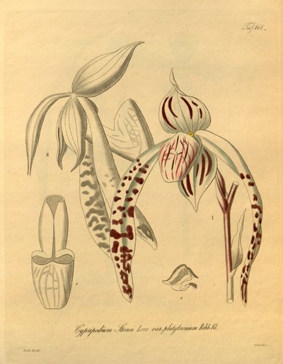 Dit bestand komt uit de Biodiversity Heritage Library en is online beschikbaar op biodiversitylibrary.org/page/698357 door Heinrich Gustav Reichenbach