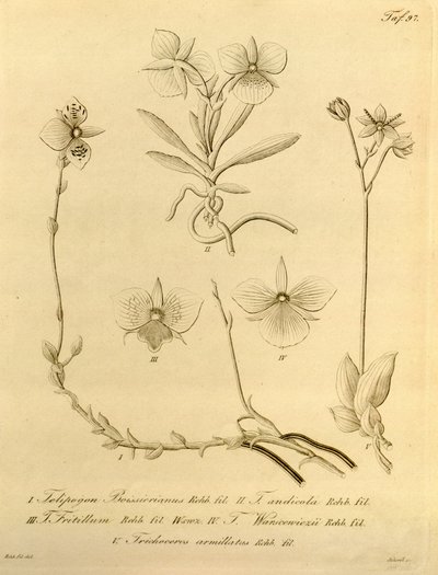 Dit bestand komt uit de Biodiversity Heritage Library en is online beschikbaar op biodiversitylibrary.org/page/696497 door Heinrich Gustav Reichenbach