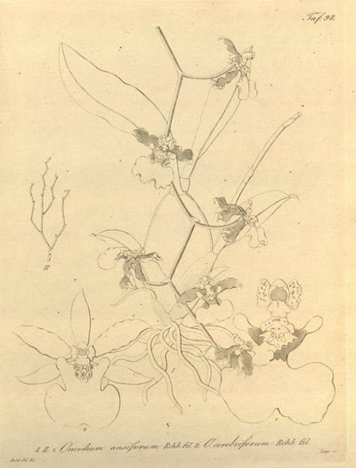 Dit bestand komt uit de Biodiversity Heritage Library, en is online beschikbaar op biodiversitylibrary.org/pagina/696498 door Heinrich Gustav Reichenbach
