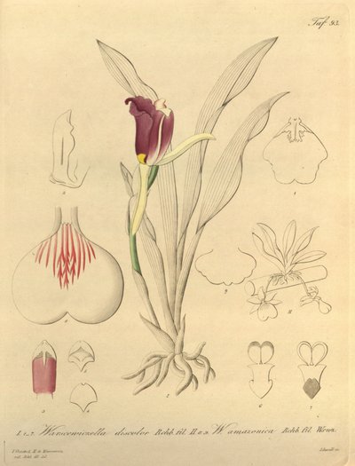 Dit bestand komt uit de Biodiversity Heritage Library, en is online beschikbaar op biodiversitylibrary.org/pagina/696493 door Heinrich Gustav Reichenbach