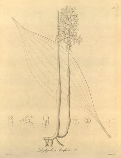 Dit bestand komt uit de Biodiversity Heritage Library, en is online beschikbaar op biodiversitylibrary.org/page/696480 door Heinrich Gustav Reichenbach