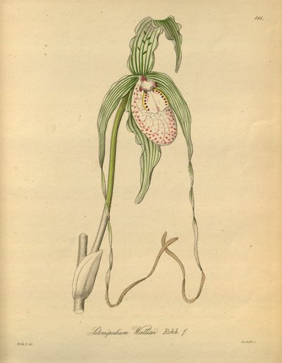 Dit bestand komt uit de Biodiversity Heritage Library, en is online beschikbaar op biodiversitylibrary.org/page/698377 door Heinrich Gustav Reichenbach