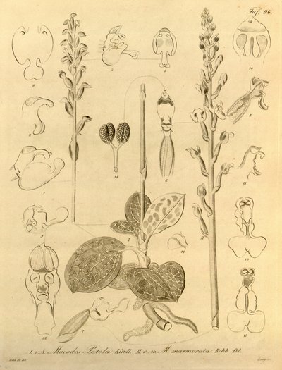 Dit bestand komt uit de Biodiversity Heritage Library en is online beschikbaar op biodiversitylibrary.org/page/696496 door Heinrich Gustav Reichenbach