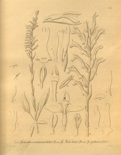 Dit bestand komt uit de Biodiversity Heritage Library en is online beschikbaar op biodiversitylibrary.org/page/698375 door Heinrich Gustav Reichenbach
