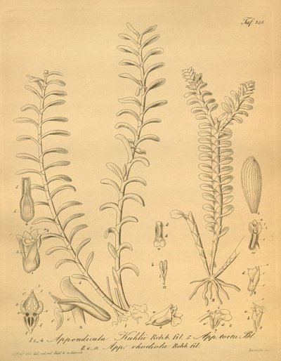 Illustraties van Appendicula kuhlii door Heinrich Gustav Reichenbach