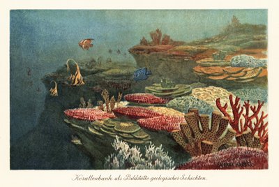 Oude koraalriffen op de oceaanbodem door Heinrich Harder