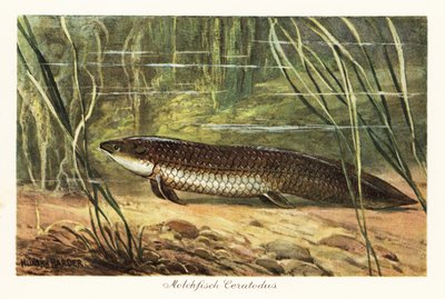Uitgestorven Ceratodus latissimus tussen riet op de oceaanbodem door Heinrich Harder