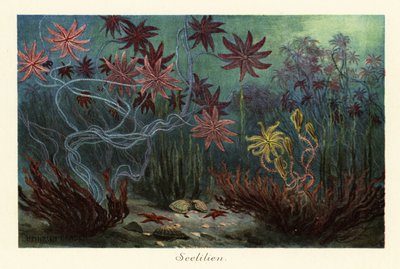 Uitgestorven zeelelies of crinoïden, Crinoidea, op de zeebodem door Heinrich Harder