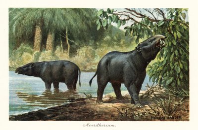 Moeritherium, uitgestorven geslacht van proboscidean van het Eoceen door Heinrich Harder