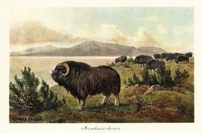 Muskusos of muskusos, Ovibos moschatus door Heinrich Harder