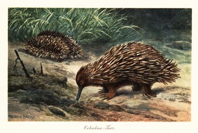 Kortsnuitige mierenegel, Tachyglossus aculeatus, op zoek naar voedsel door Heinrich Harder