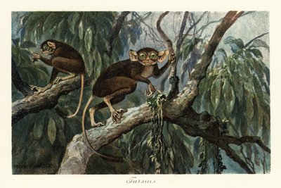 Tarsius, haplorrhine primatengenus van tarsiers door Heinrich Harder