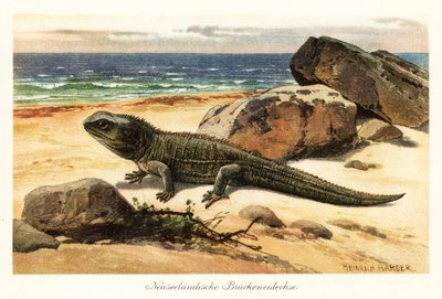 Kwetsbare tuatara, Sphenodon punctatus, aan de kust door Heinrich Harder