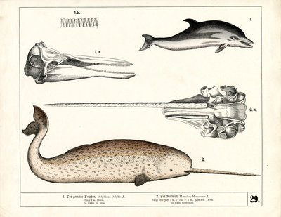 Gewone dolfijn en narwal met anatomische details door Heinrich Leutemann