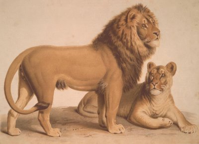 De leeuw door Heinrich Leutemann