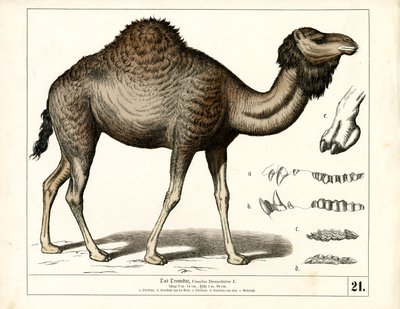 Dromedaris met anatomische details door Heinrich Leutemann