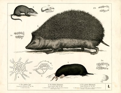 Insecteneters: Egel, spitsmuis en mol door Heinrich Leutemann