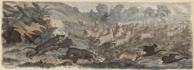 Tasmaanse tijgers die schapen aanvallen in Tasmanië door Heinrich Leutemann