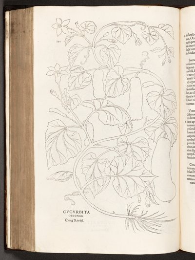 Courgette, illustratie uit De historia stirpium commentarii insignes door Leonhart Fuchs, 1542 door Heinrich and Meyer, Albert Fullmaurer