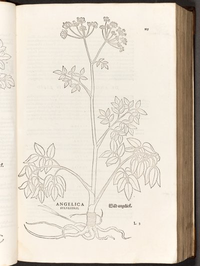 Wilde Engelwortel, illustratie uit De historia stirpium commentarii insignes door Leonhart Fuchs, 1542 door Heinrich and Meyer, Albert Fullmaurer