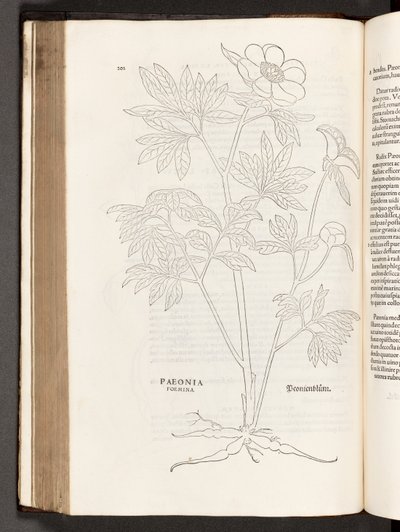 Pioenroos, illustratie uit De historia stirpium commentarii insignes door Leonhart Fuchs, 1542 door Heinrich and Meyer, Albert Fullmaurer