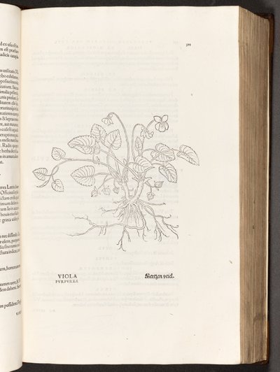 Viooltje, illustratie uit De historia stirpium commentarii insignes door Leonhart Fuchs, 1542 door Heinrich and Meyer, Albert Fullmaurer