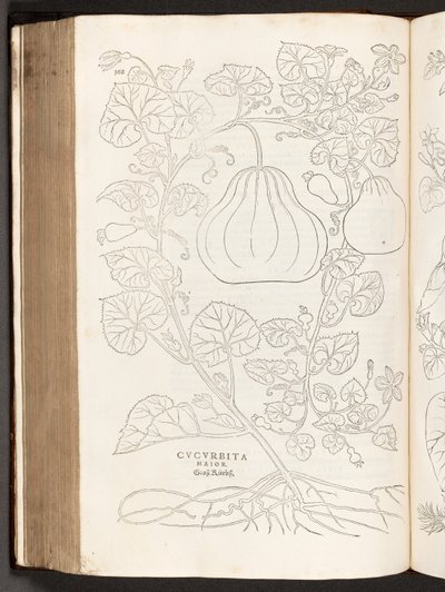 Kalebas, illustratie uit De historia stirpium commentarii insignes door Leonhart Fuchs, 1542 door Heinrich and Meyer, Albert Fullmaurer