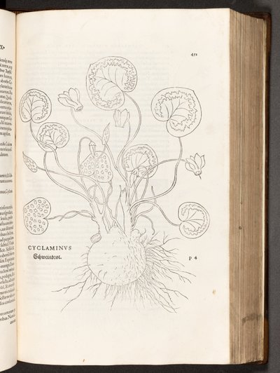 Cyclamen, illustratie uit De historia stirpium commentarii insignes door Leonhart Fuchs, 1542 door Heinrich and Meyer, Albert Fullmaurer
