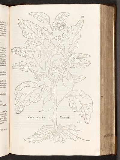 Aubergine, illustratie uit De historia stirpium commentarii insignes door Leonhart Fuchs, 1542 door Heinrich and Meyer, Albert Fullmaurer