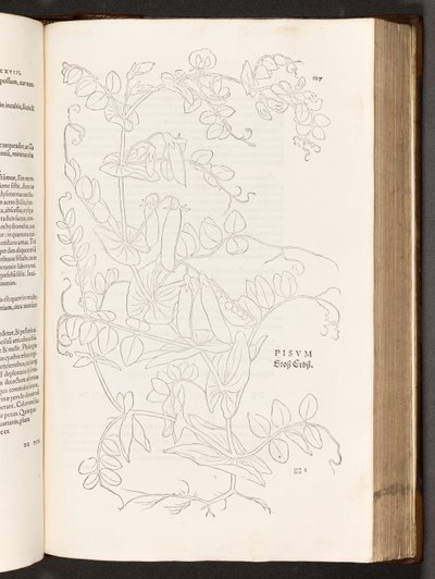 Erwt, illustratie uit De historia stirpium commentarii insignes door Leonhart Fuchs, 1542 door Heinrich and Meyer, Albert Fullmaurer