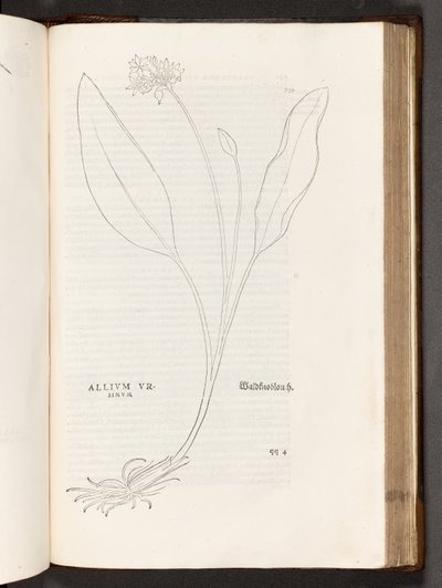 Allium, illustratie uit De historia stirpium commentarii insignes door Leonhart Fuchs, 1542 door Heinrich and Meyer, Albert Fullmaurer