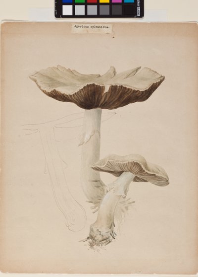 Agaricus augustus door Helen Beatrix Potter