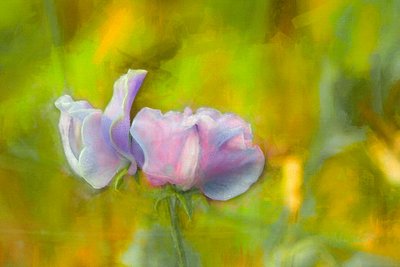 Herfst Lathyrus I, 2018 door Helen White