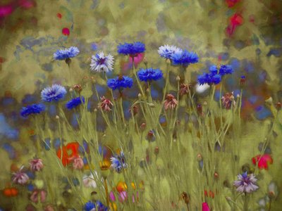 Korenbloem blauw door Helen White