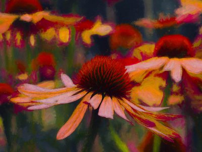 Daisy Daisy door Helen White