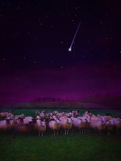 Kudde bij Nacht, 2019 door Helen White