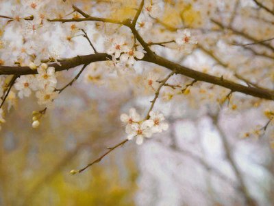 Gouden Lente door Helen White