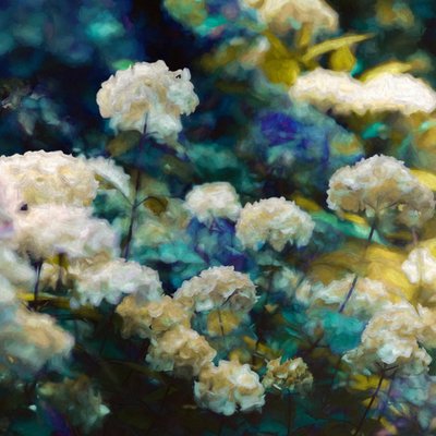 Hemelse hortensia