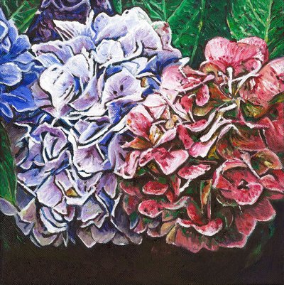 Hortensia