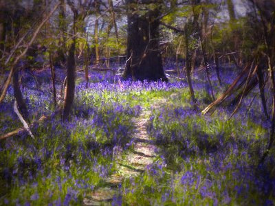 Lichtgevlekte blauwe bloemen door Helen White