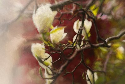 Magnolia, 2018 door Helen White
